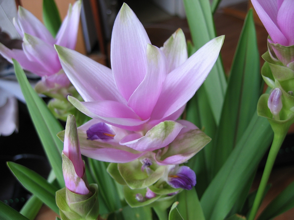Tulipe de Siam 4 fleurs 02.jpg
